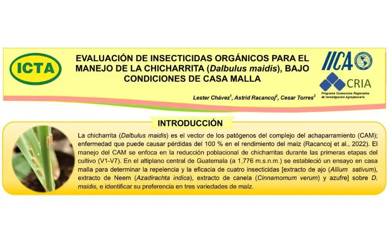 Chicharrita ICTA